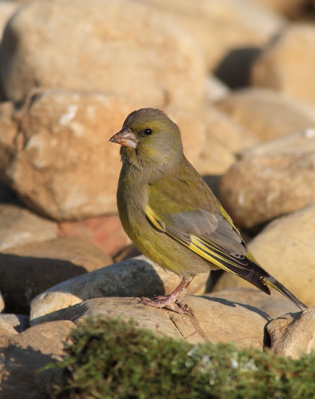 Carrellata di Verdoni